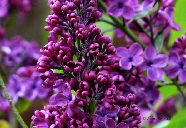 Perfume and Purple everywhere